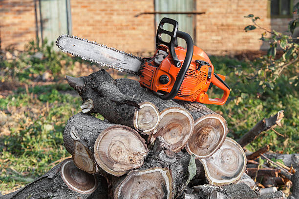 The Steps Involved in Our Tree Care Process in North Wales, PA